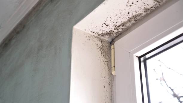 Best Mold Odor Removal Services  in Coalinga, CA