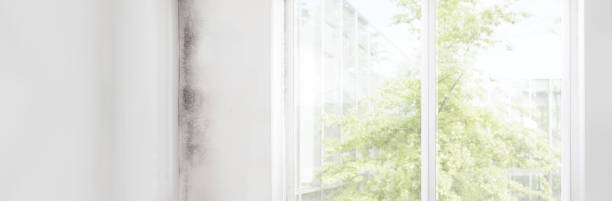 Best Mold Remediation for Rental Properties  in Coalinga, CA