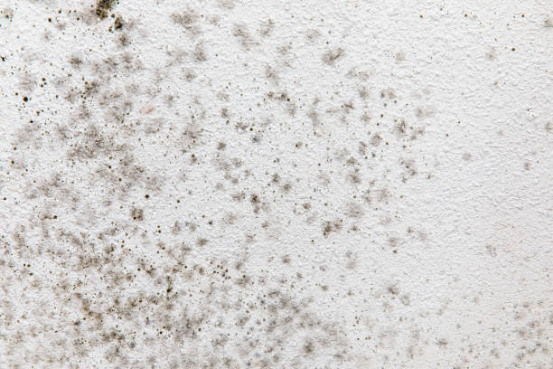 Best Black Mold Removal  in Coalinga, CA
